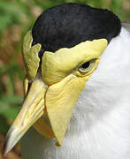 Masked Lapwing