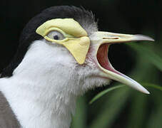 Masked Lapwing