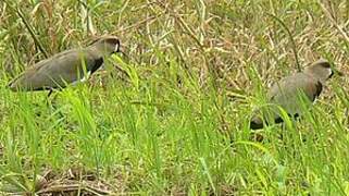 Southern Lapwing