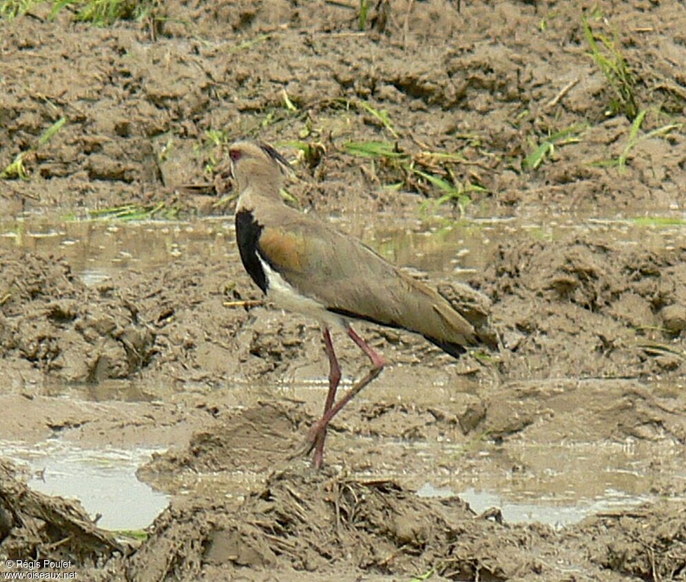 Southern Lapwingadult