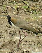 Southern Lapwing