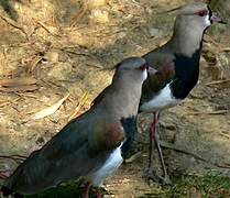 Southern Lapwing