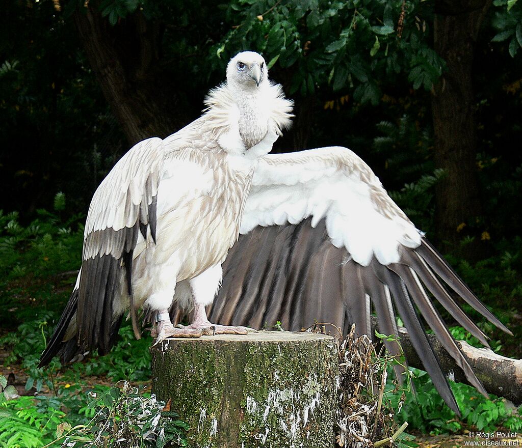 Himalayan Vultureadult