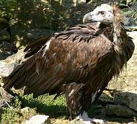 Cinereous Vulture