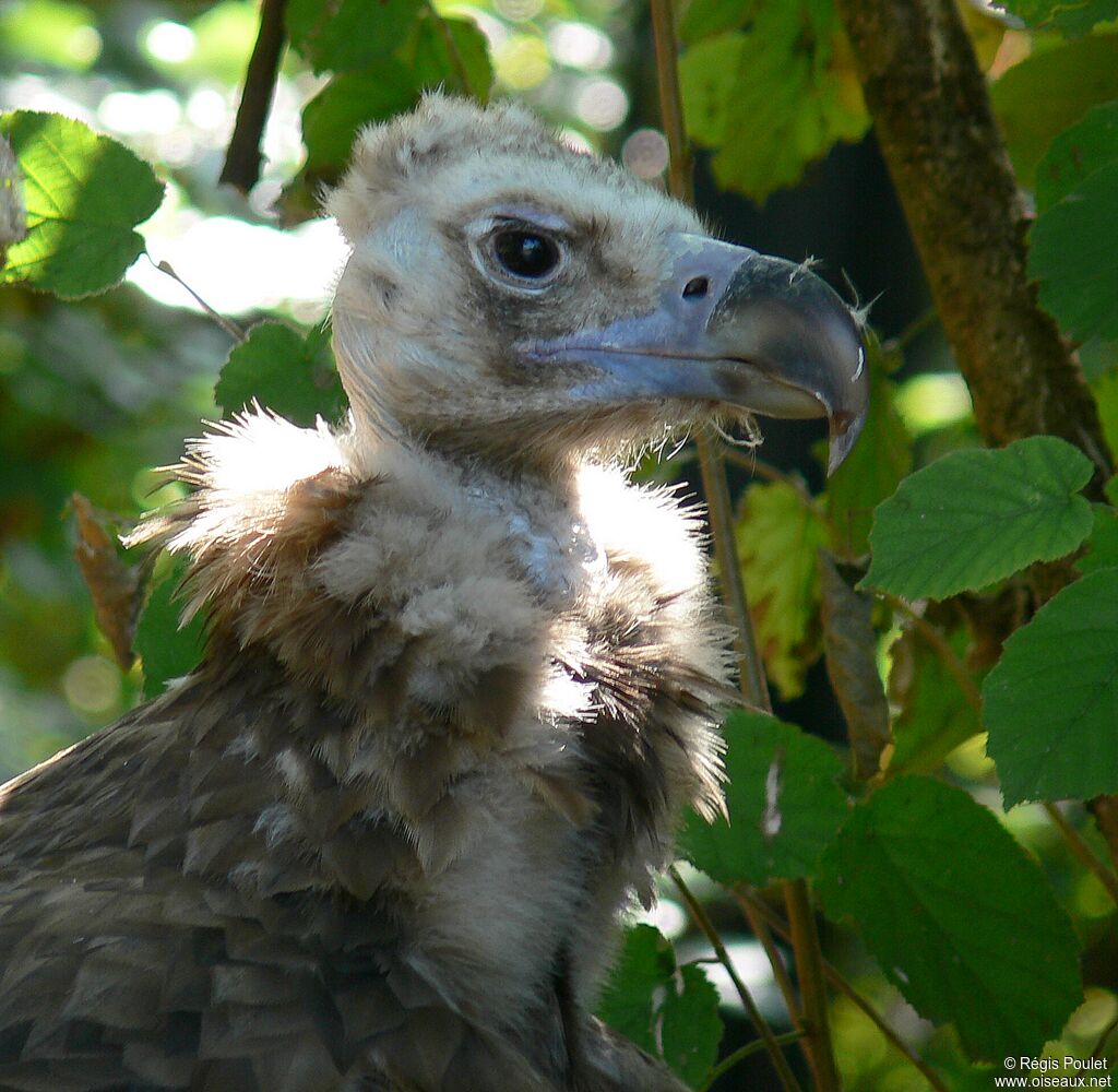 Cinereous Vultureadult