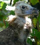 Cinereous Vulture