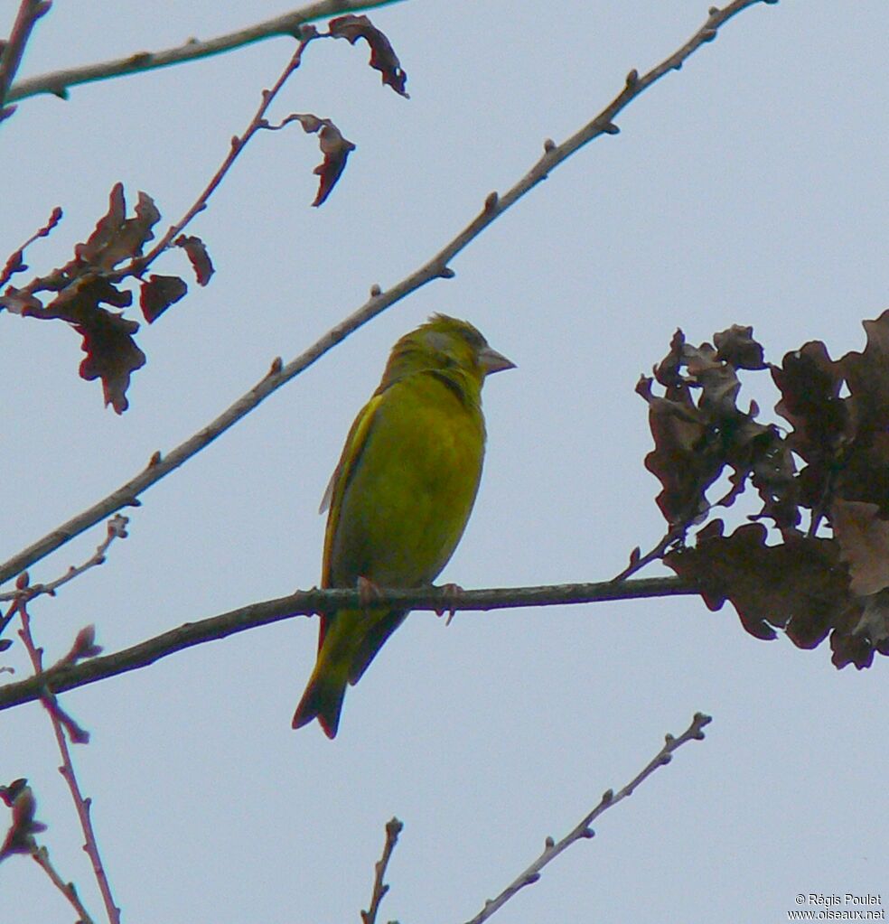 European Greenfinch male adult breeding