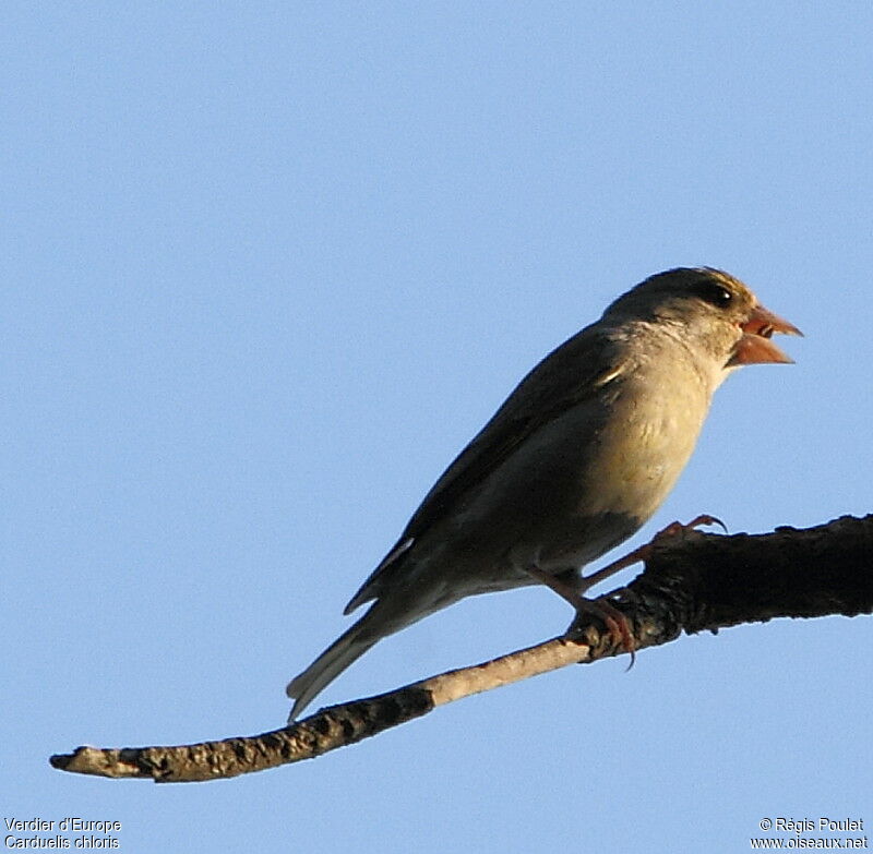 European Greenfinch, feeding habits