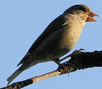 European Greenfinch