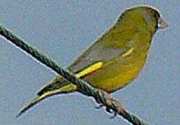 European Greenfinch