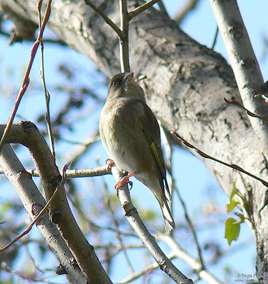 European Greenfinch female adult