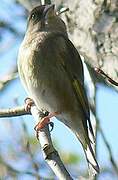 European Greenfinch