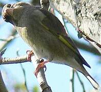 European Greenfinch