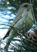 European Greenfinch