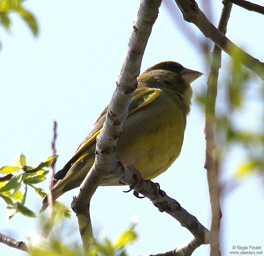 European Greenfinch male adult