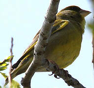 European Greenfinch