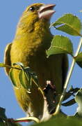 European Greenfinch