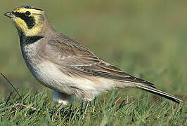 Horned Lark