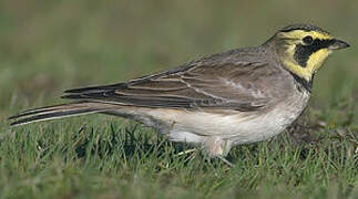 Horned Lark