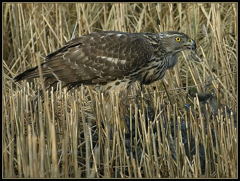 Northern Goshawk