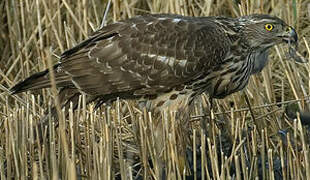 Eurasian Goshawk