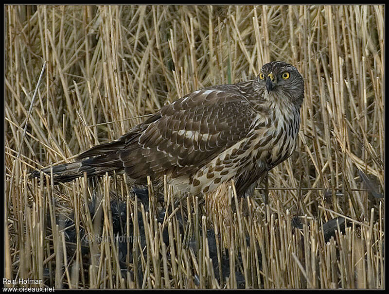 Northern Goshawkimmature, identification