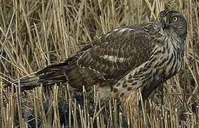 Eurasian Goshawk