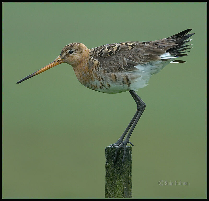 Black-tailed Godwit