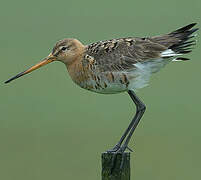 Black-tailed Godwit