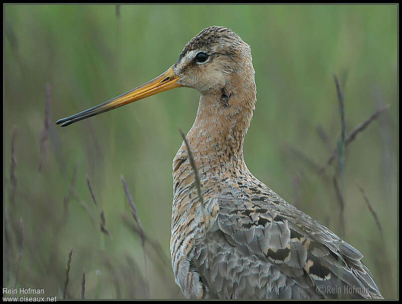 Black-tailed Godwitadult, close-up portrait