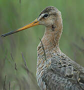 Black-tailed Godwit