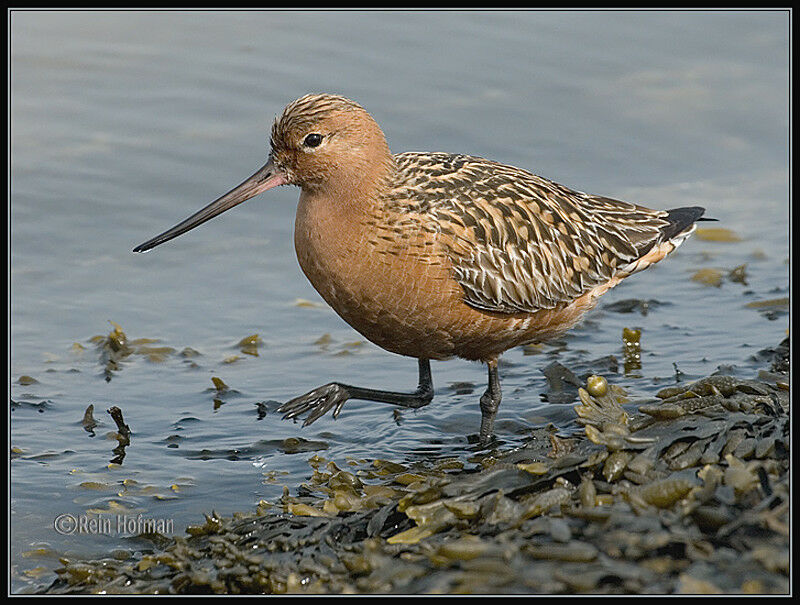 Bar-tailed Godwit