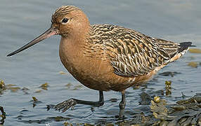 Bar-tailed Godwit