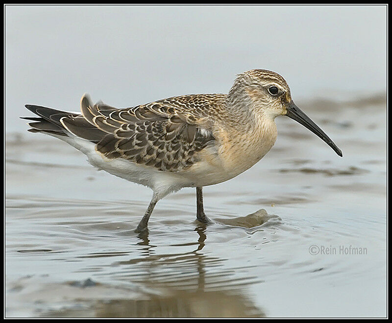 Curlew SandpiperFirst year