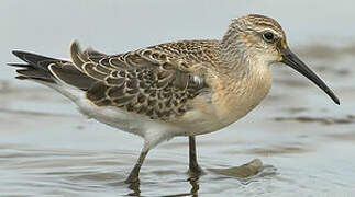 Curlew Sandpiper