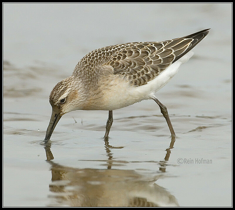 Curlew SandpiperFirst year