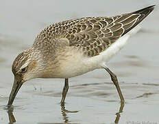 Curlew Sandpiper