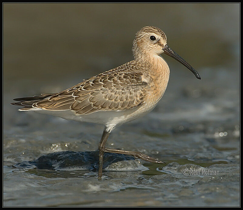 Curlew SandpiperFirst year
