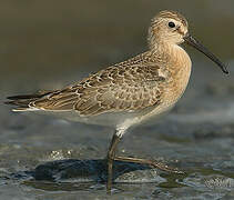 Curlew Sandpiper