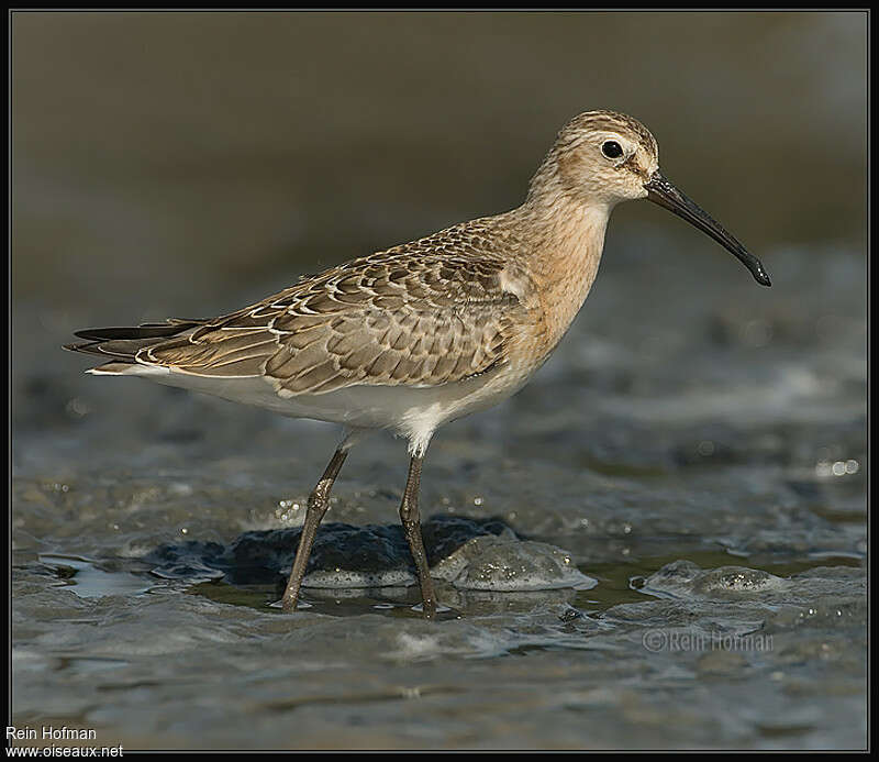 Curlew Sandpiperjuvenile, identification