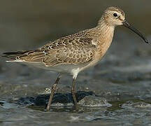 Curlew Sandpiper