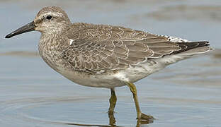 Red Knot