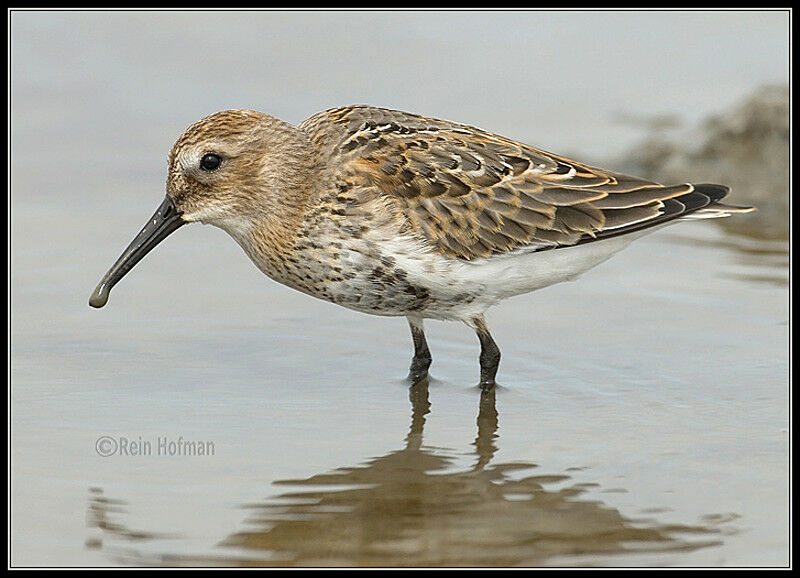 Bécasseau variable1ère année