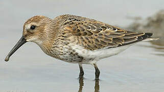 Dunlin