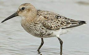 Dunlin