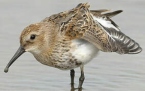 Dunlin