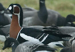 Red-breasted Goose