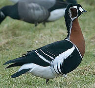 Red-breasted Goose