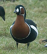 Red-breasted Goose