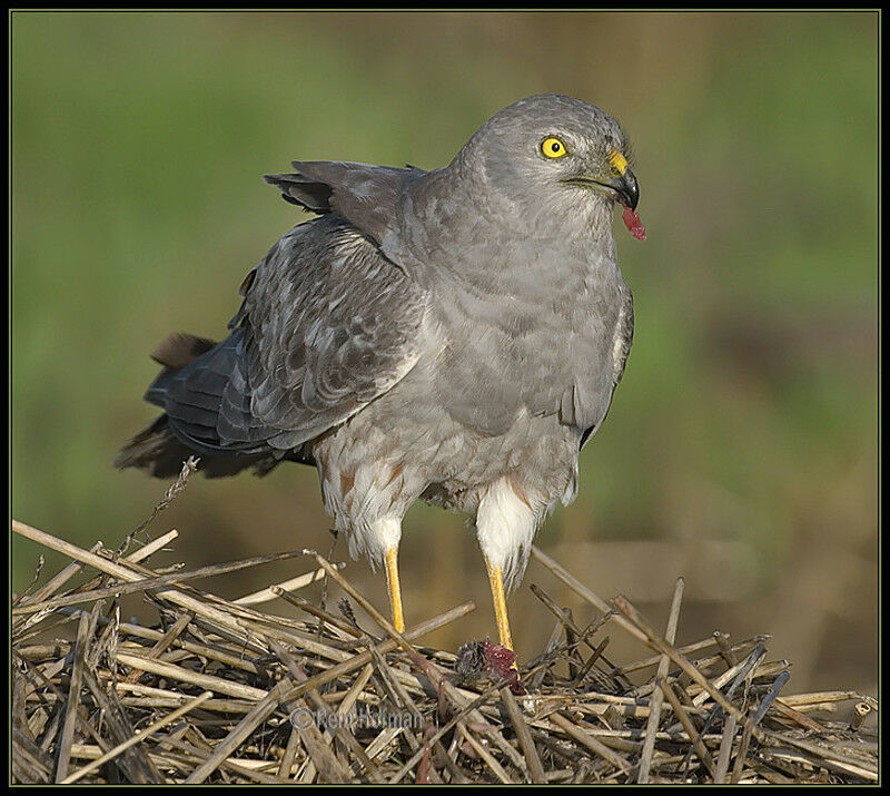 Montagu's Harrier male adult